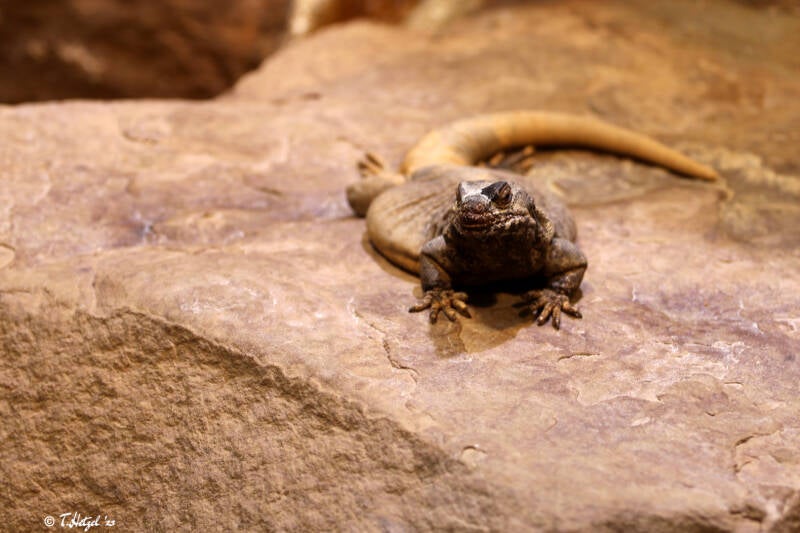 Chuckwalla | Wilhelma Stuttgart | 14.08.2018