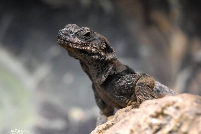 Chuckwalla | Zoo Plzen | 17.09.2022