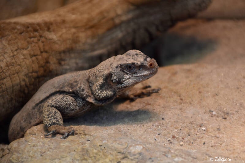 Chuckwalla