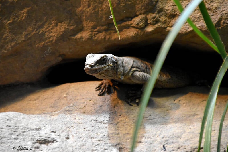Chuckwalla | Wilhelma Stuttgart | 11.08.2023