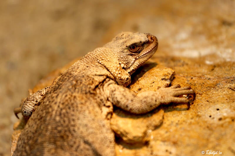 Chuckwalla | Zoo Frankfurt | 09.10.20218