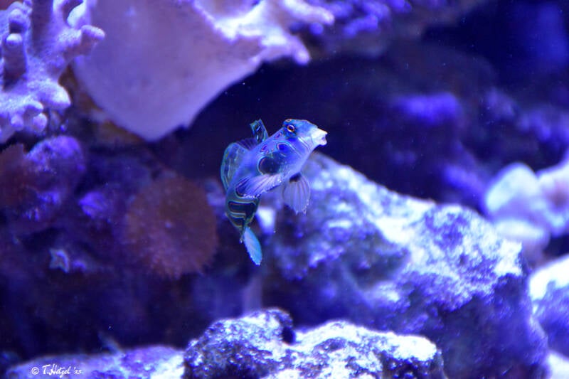 Clown-Zwergleierfisch | Tiergarten Nürnberg | 12.08.2023