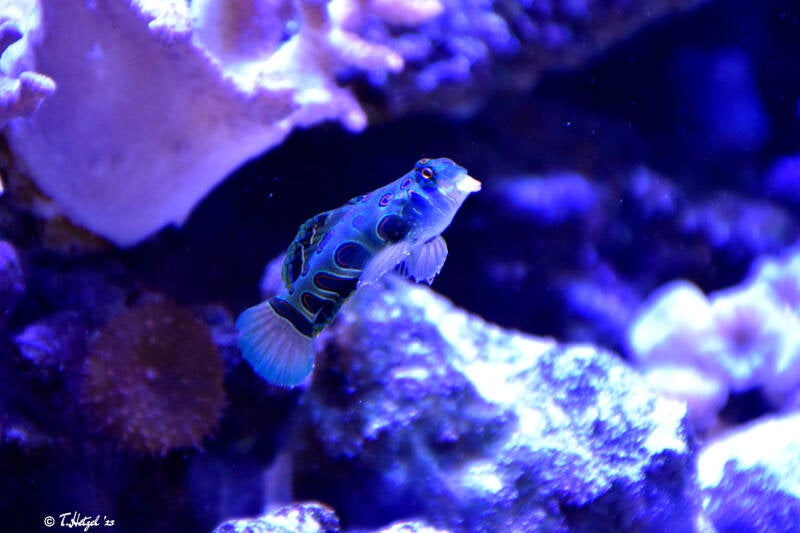 Clown-Zwergleierfisch | Tiergarten Nürnberg | 12.08.2023