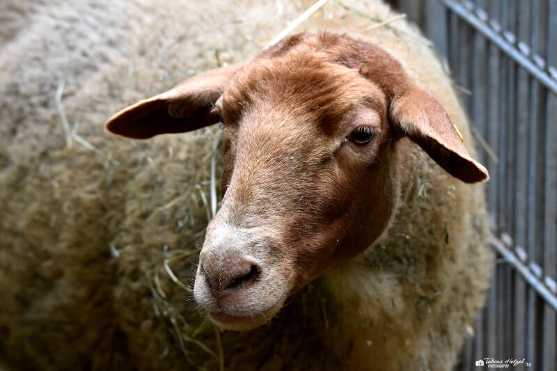 Coburger Fuchsschaf | Wildpark Hundshaupten, Egloffstein | 08.08.2021