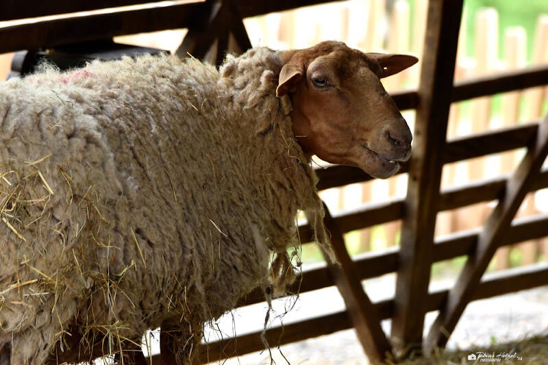 Coburger Fuchsschaf | Wildpark Bad Mergentheim | 23.05.2021