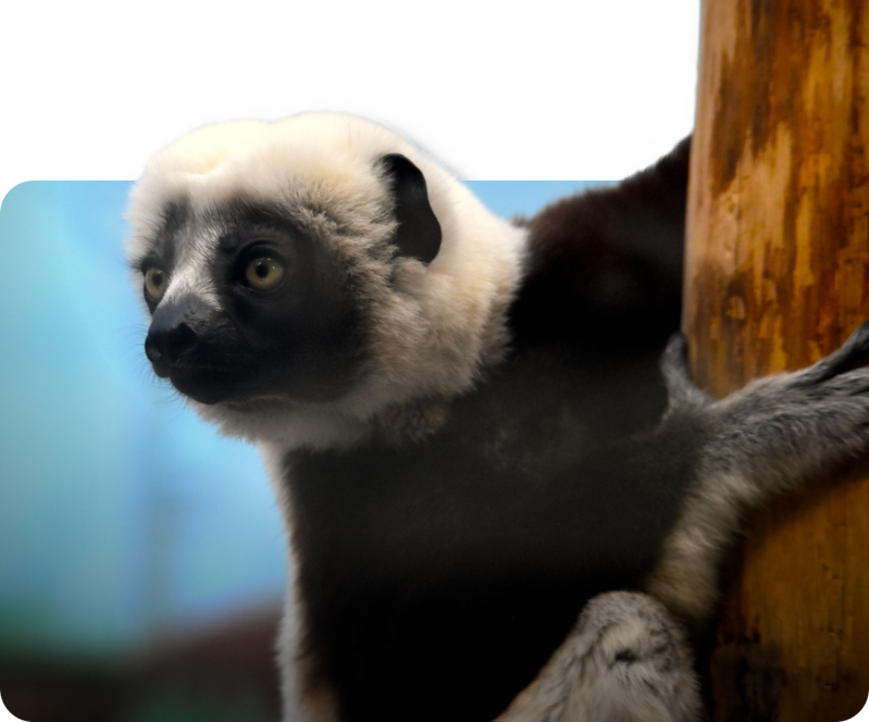 Coquerel-Sifaka
