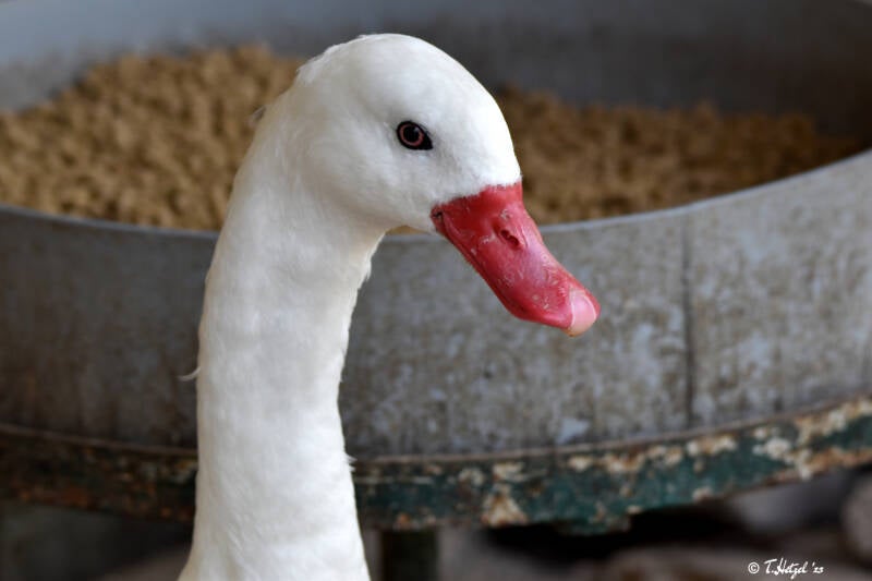 Coscorobaschwan | Vogelpark Bobenheim-Roxheim | 15.05.2022
