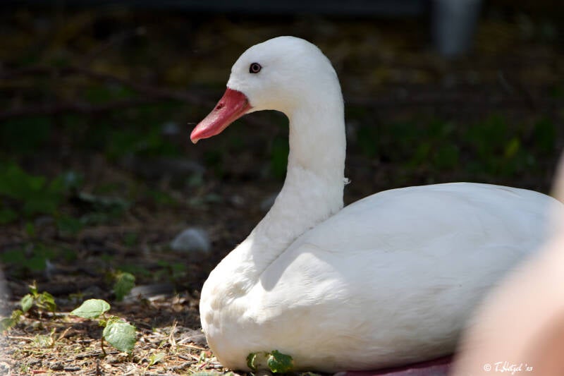 Coscorobaschwan | Vogelpark Bobenheim-Roxheim | 15.05.2022