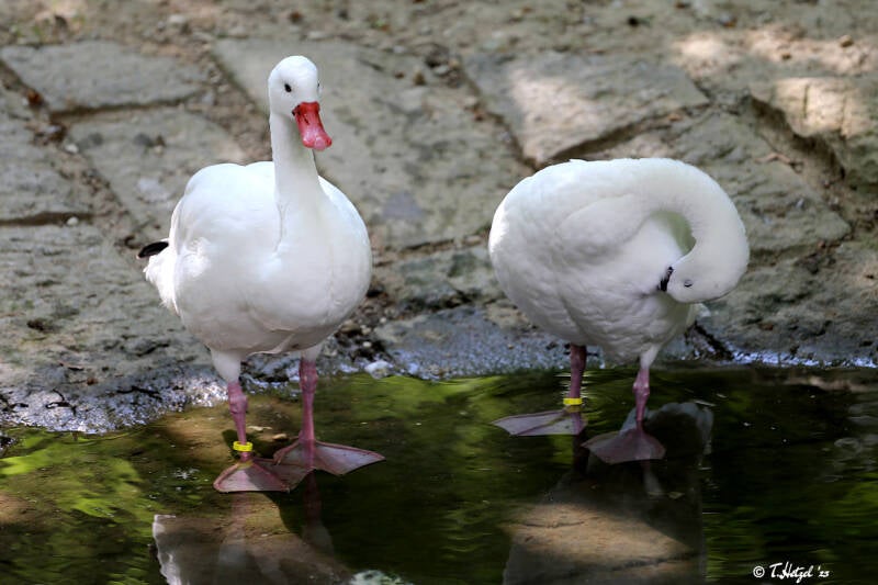 Coscorobaschwan | Zoo Augsburg | 15.08.2018