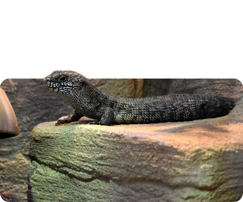 Cunninghams Stachelskink