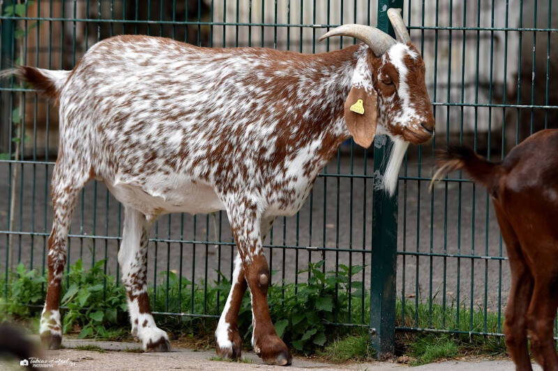 Damaraziege | Tierpark Gotha | 01.08.2022