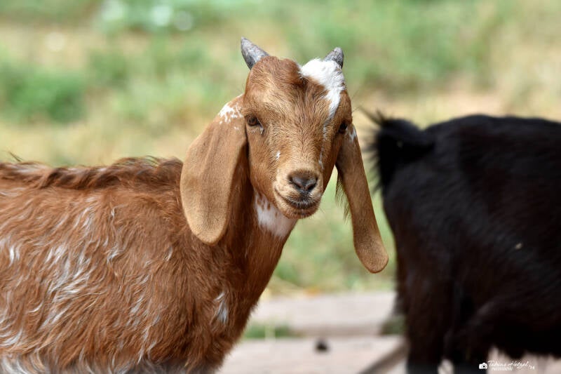 Damaraziege | Tierpark Gotha | 01.08.2022