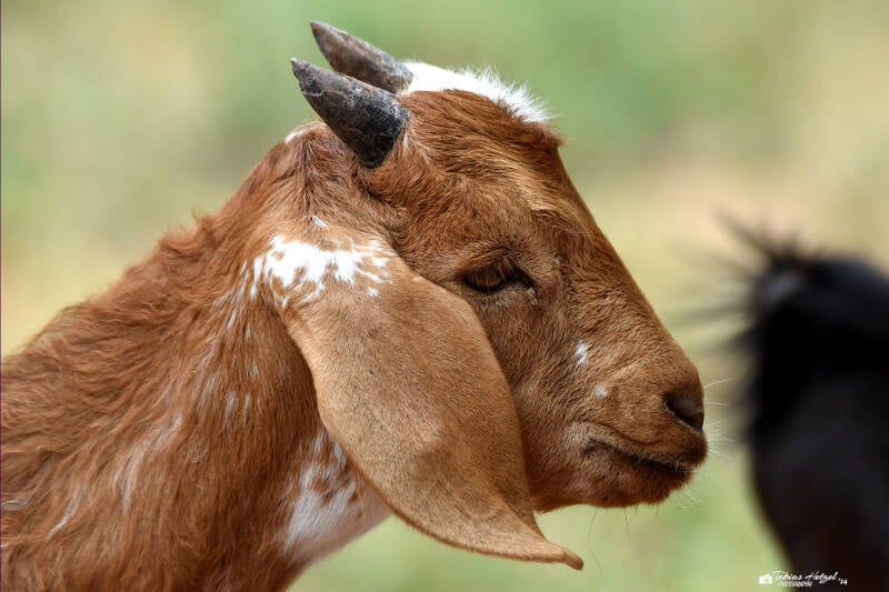 Damaraziege | Tierpark Gotha | 01.08.2022