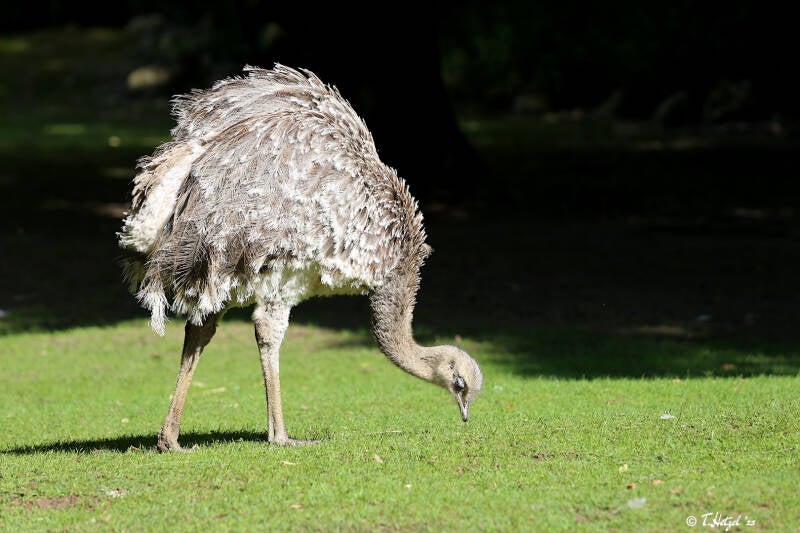 Darwinnandu | Tierpark Hellabrunn, München | 15.08.2018