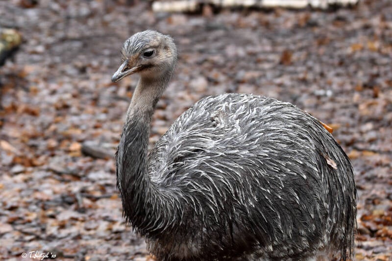 Darwinnandu | Zoo Neunkirchen | 30.01.2021