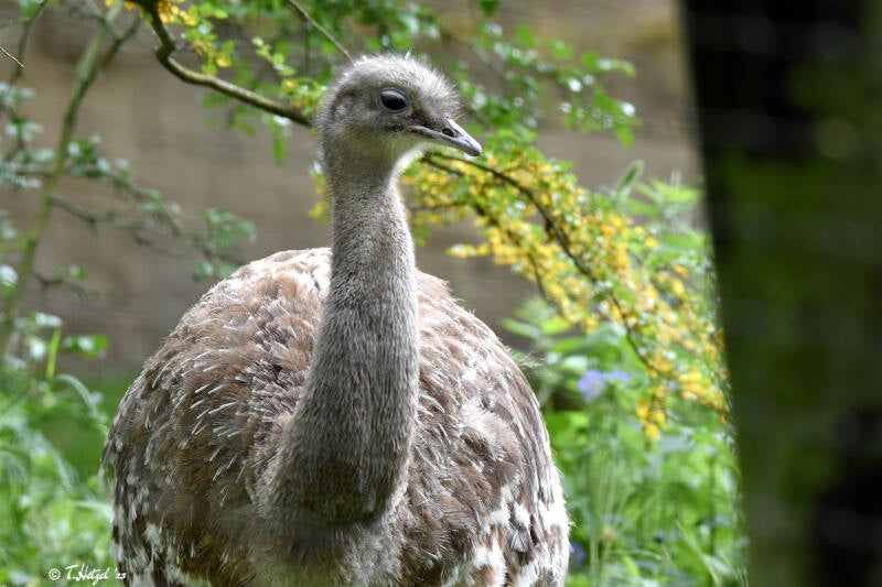 Darwinnandu | Apenheul, Apeldoorn | 08.07.2021