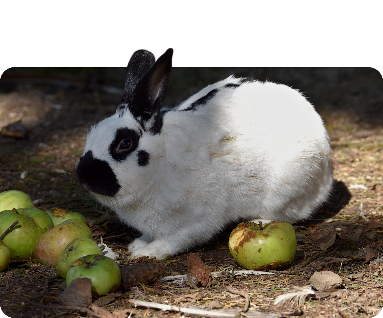Deutsche Riesenschecke