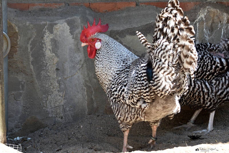 Deutscher Sperber | Zoo Duisburg | 06.06.2022