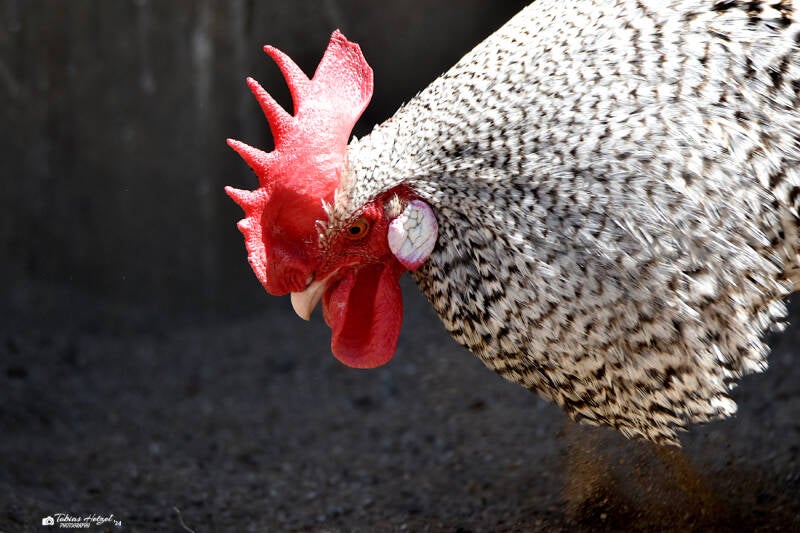 Deutscher Sperber | Zoo Duisburg | 06.06.2022