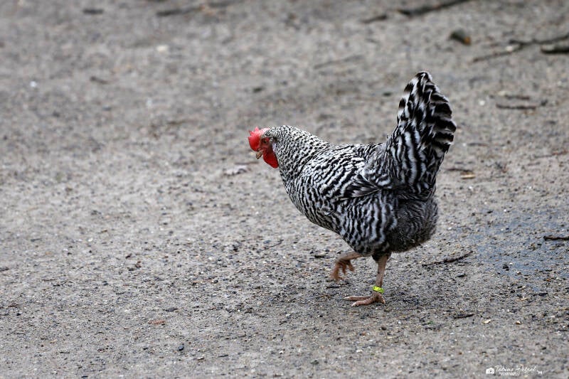 deutschDeutscher Sperber | Zoo Duisburg | 23.01.2018