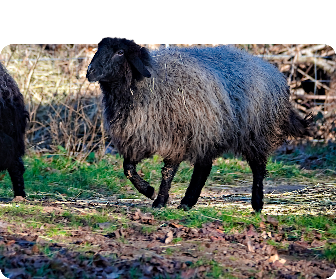 Deutsches Karakulschaf