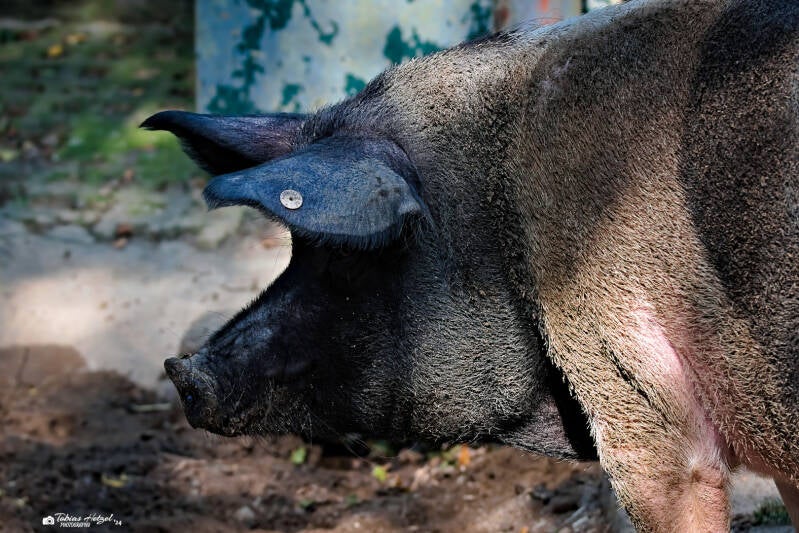 Deutsches Sattelschwein | Tierpark Klingenthal | 21.09.2024