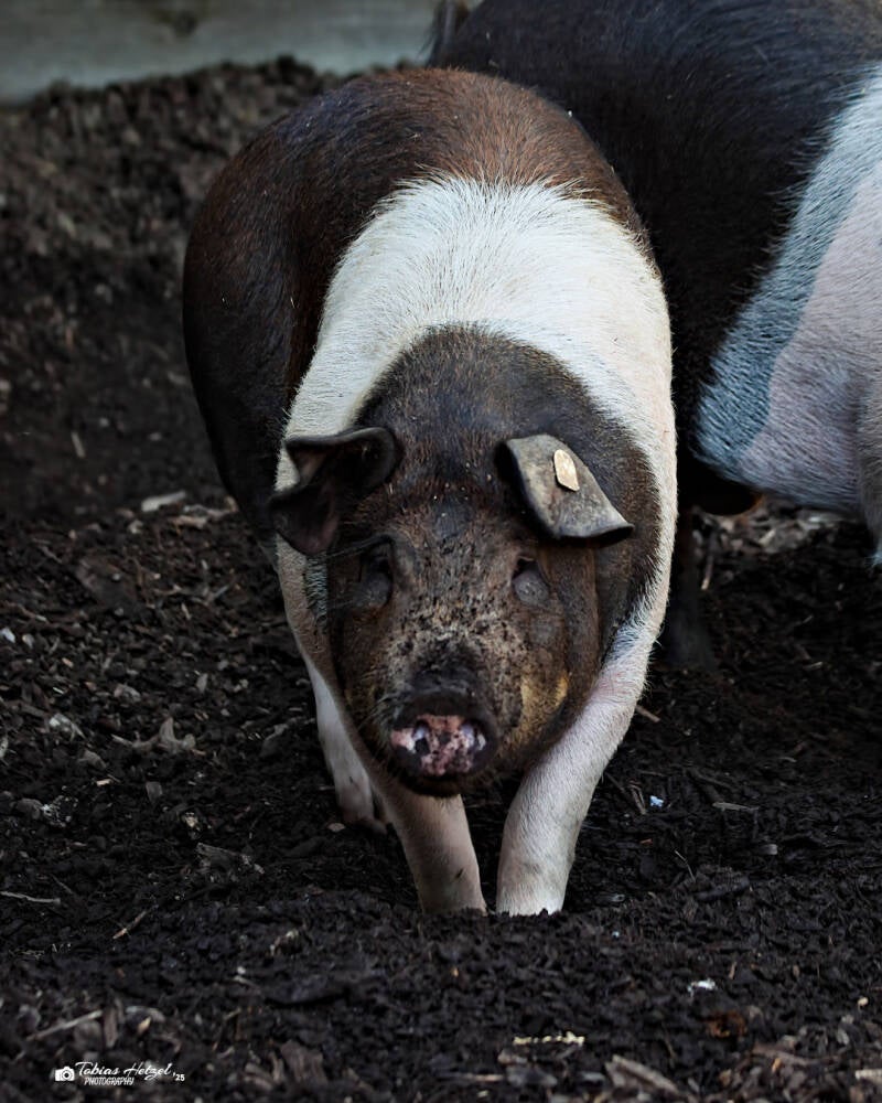 Deutsches Sattelschwein | Tiergarten Falkenstein | 21.09.2024