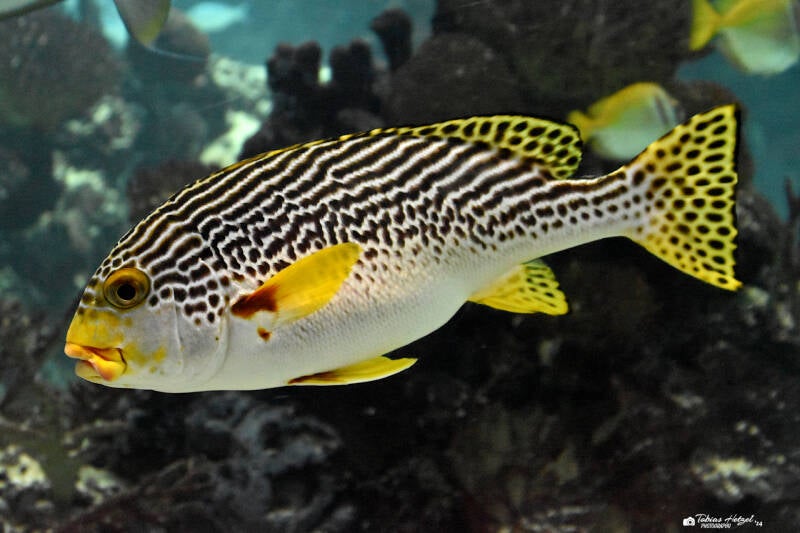 Diagonalsüßlippe | Burgers Zoo, Arnhem | 07.07.2021