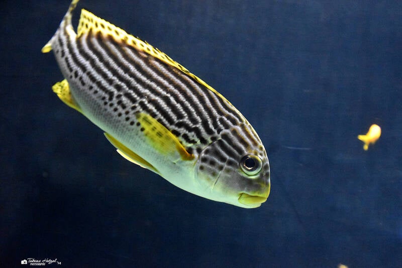 Diagonalsüßlippe | Diergaarde Blijdorp, Rotterdam | 09.07.2021