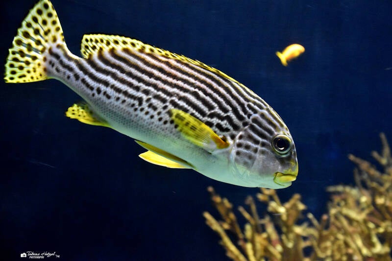 Diagonalsüßlippe | Diergaarde Blijdorp, Rotterdam | 09.07.2021