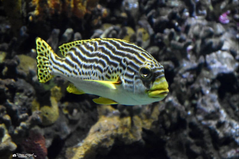 Diagonalsüßlippe | Diergaarde Blijdorp, Rotterdam | 09.07.2021