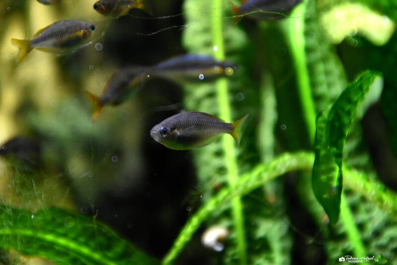 Diamant-Regenbogenfisch | Wilhelma Stuttgart | 16.06.2023