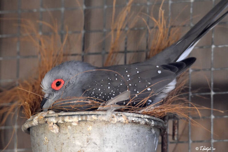 Diamanttäubchen | Haustierhof Reutemühle, Überlingen-Bambergen | 05.07.2020