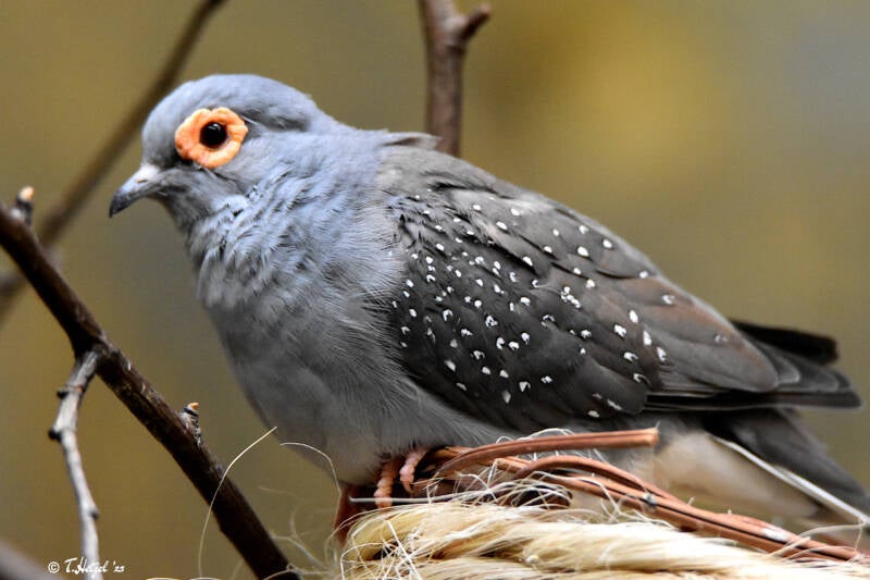 Diamanttäubchen | Zoo Wuppertal | 24.10.2021
