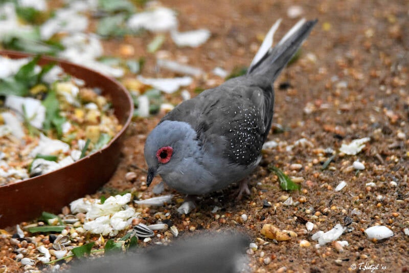 Diamanttäubchen | Zoo Plzen | 17.09.2022