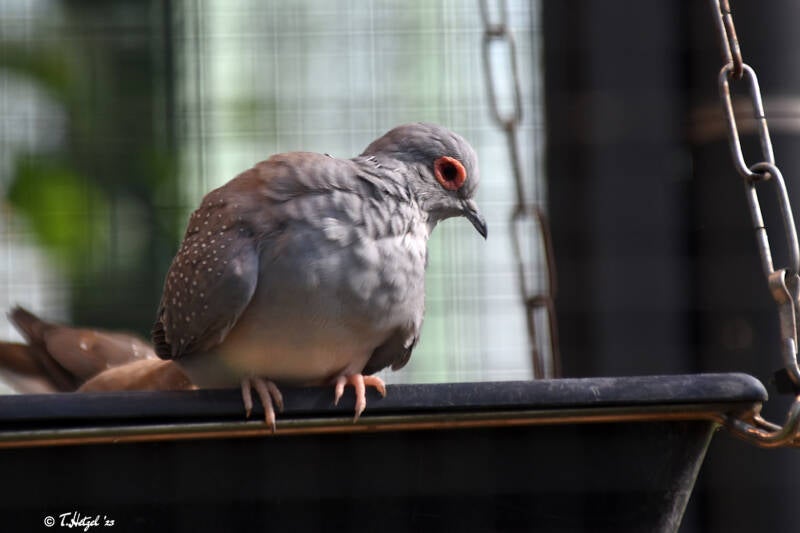 Diamanttäubchen | Wilhelma Stuttgart | 16.06.2023