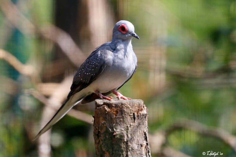 Diamanttäubchen | Zoo Plzen | 29.08.2019