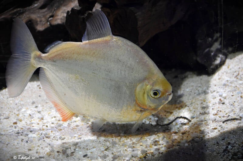 Dickkopf-Scheibensalmler