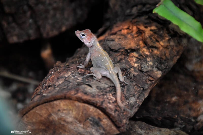Dickkopfanolis | Zoo Frankfurt | 09.03.2024