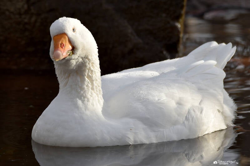 Diepholzer Gans | Kölner Zoo | 27.12.2021