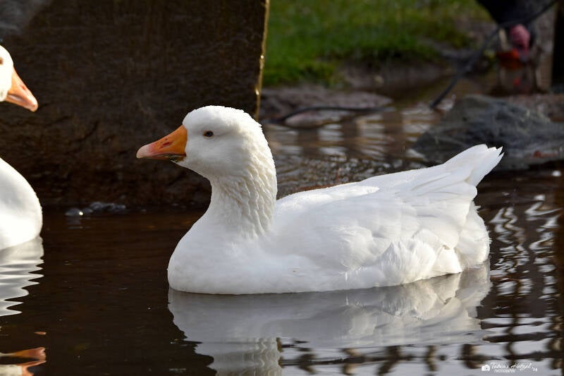 Diepholzer Gans | Kölner Zoo | 27.12.2021