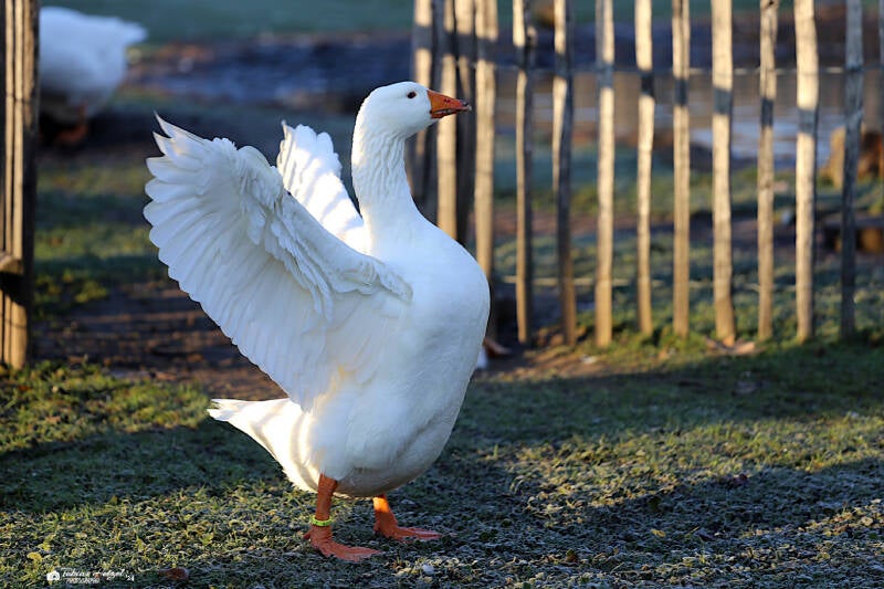 Diepholzer Gans | Kölner Zoo | 28.12.2018