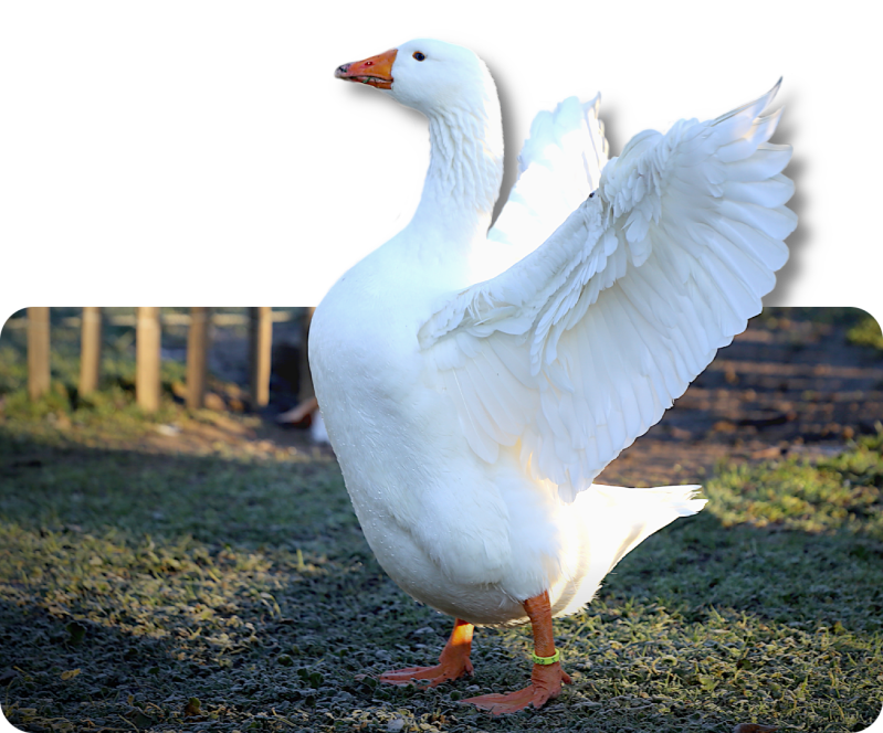 Diepholzer Gans