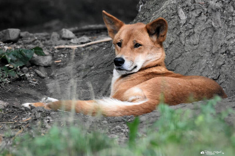 Dingo | Tierpark Gotha | 01.08.2022