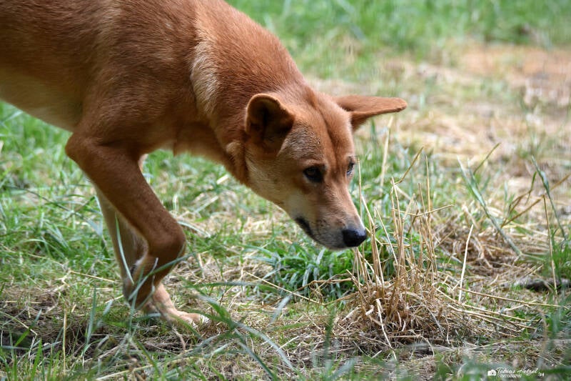 Dingo | Tierpark Gotha | 01.08.2022