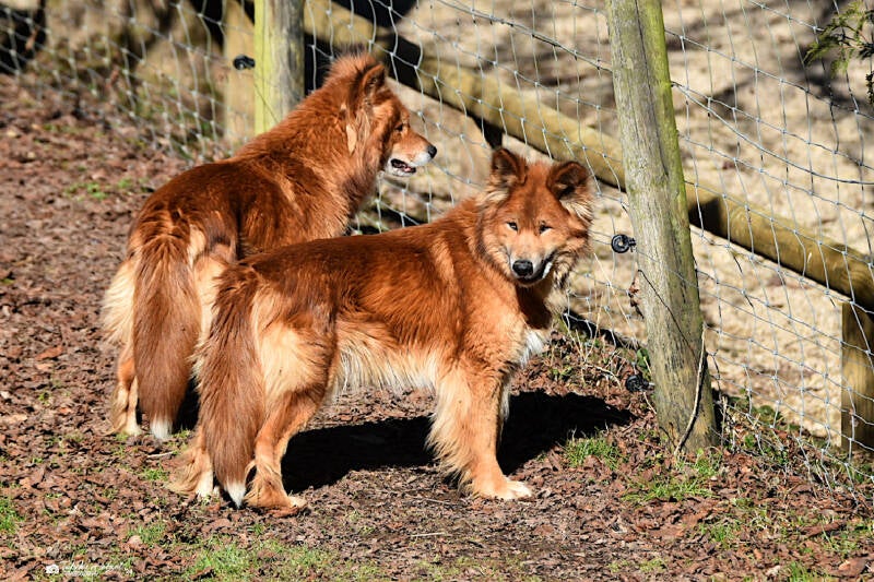 Dingo | Eifel-Zoo, Lünebach-Pronsfeld | 01.03.2021