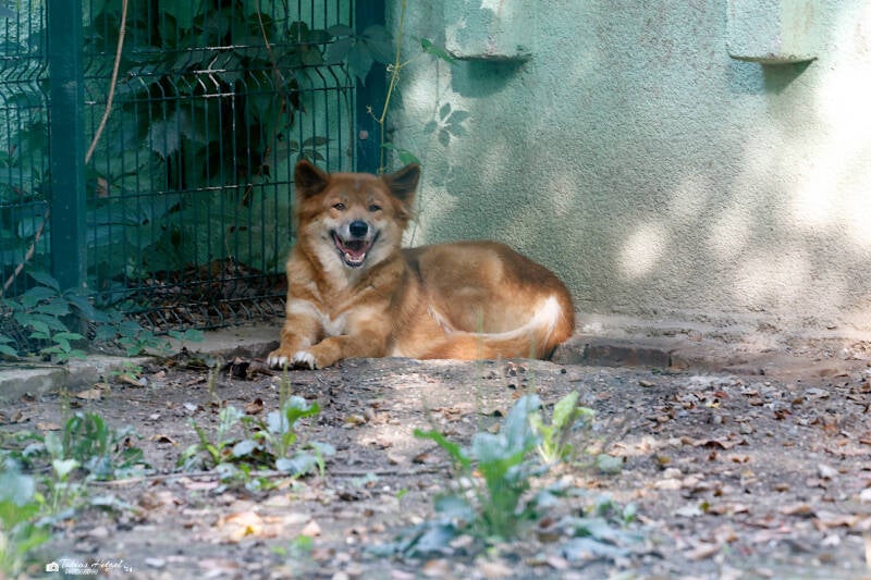 Dingo | Zoo Plzen | 29.08.2019