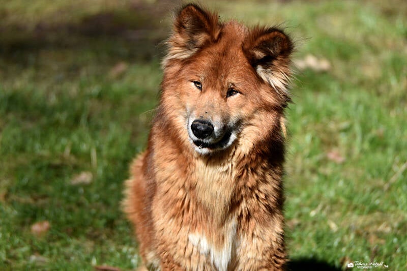 Dingo | Eifel-Zoo, Lünebach-Pronsfeld | 01.03.2021
