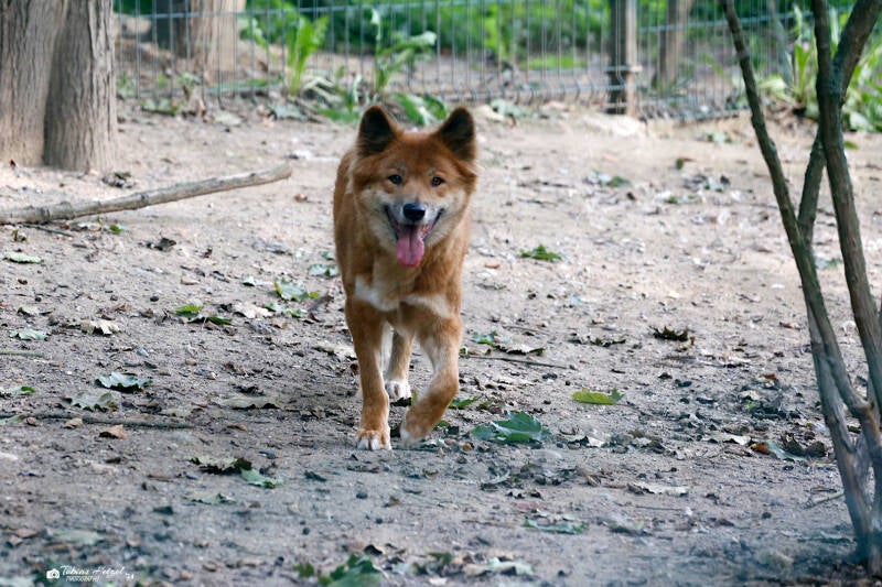Dingo | Zoo Plzen | 29.08.2019