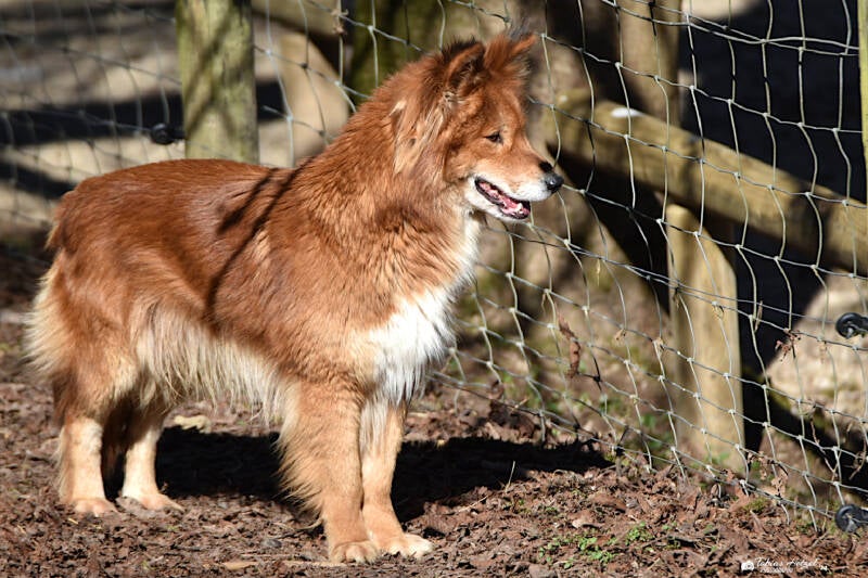 Dingo | Eifel-Zoo, Lünebach-Pronsfeld | 01.03.2021